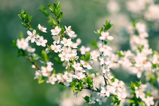 Fleurs des fleurs de cerisier