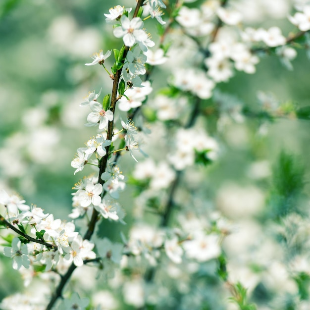 Fleurs des fleurs de cerisier