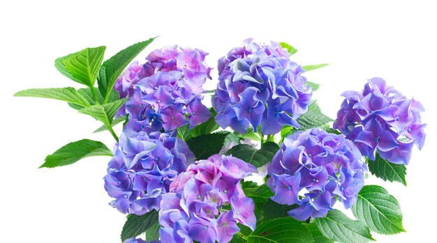 Fleurs en fleurs hortensia bleu et violet avec des feuilles vertes isolé sur fond blanc