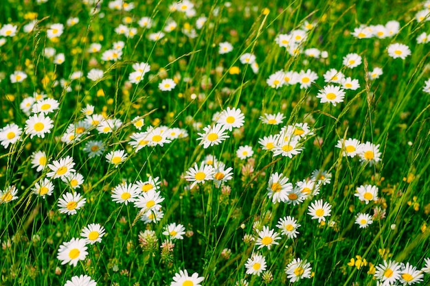 Fleurs en fleurs marguerites sur l'herbe verte