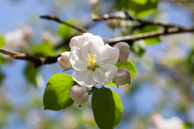 Photo fleurs en fleurs de pommier dans le jardin, printemps