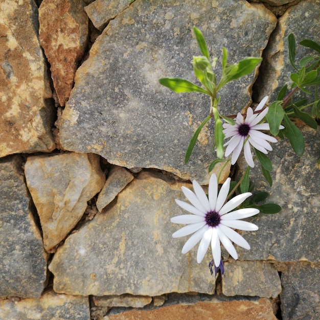 Photo des fleurs en fleurs