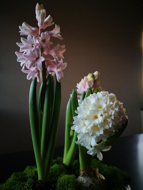 Photo des fleurs en fleurs