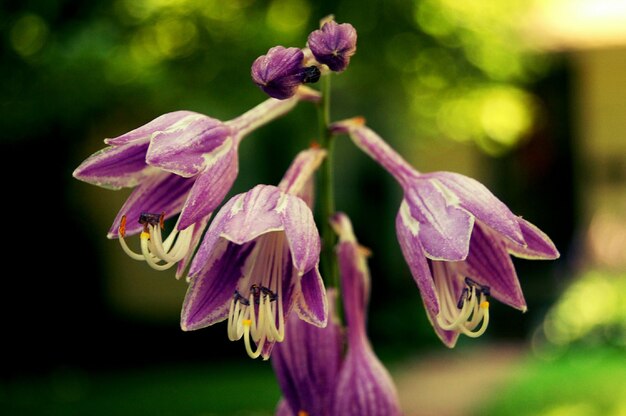 Photo des fleurs en fleurs.