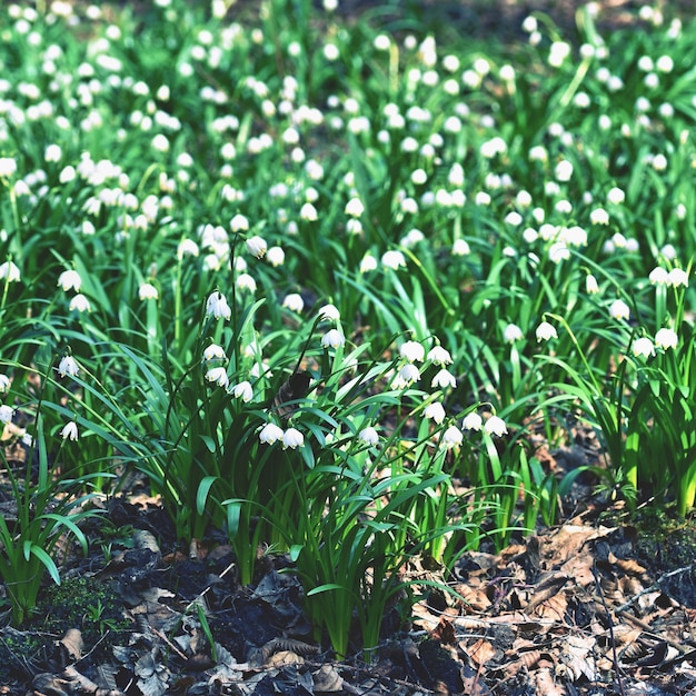 Fleurs De Flocons De Neige Printanières. (leucojum Vernum Carpaticum) De Belles Fleurs Fleuries Dans La Forêt Avec Un Fond Coloré Naturel.