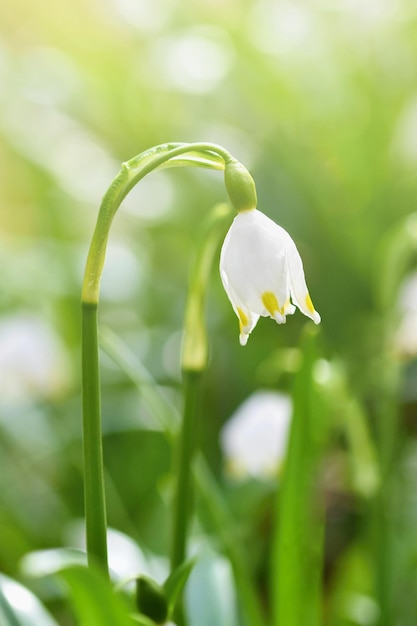 Fleurs de flocons de neige de printemps leucojum vernum carpaticum Belles fleurs en fleurs dans la forêt avec un fond de couleur naturelle