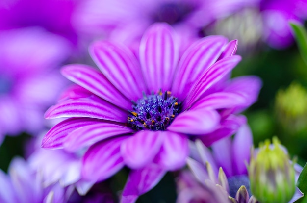 Les fleurs floues violettes sont des arrière-plans à motifs flous.