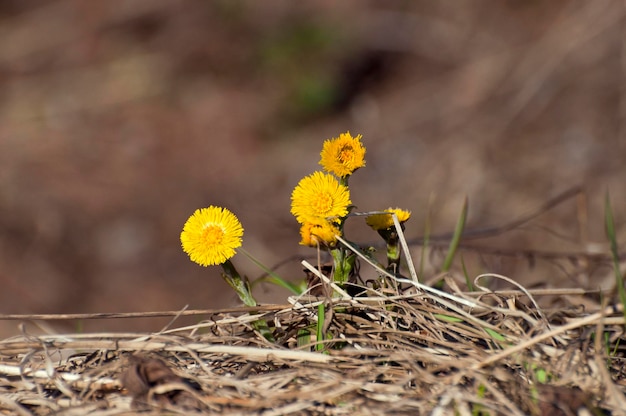 Fleurs Foalfoot Tussilago farfara sur un matin de printemps ensoleillé dans la région de Moscou Russie