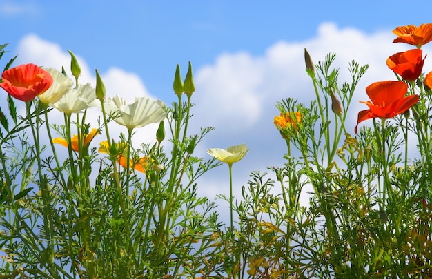 Fleurs sur fond de ciel