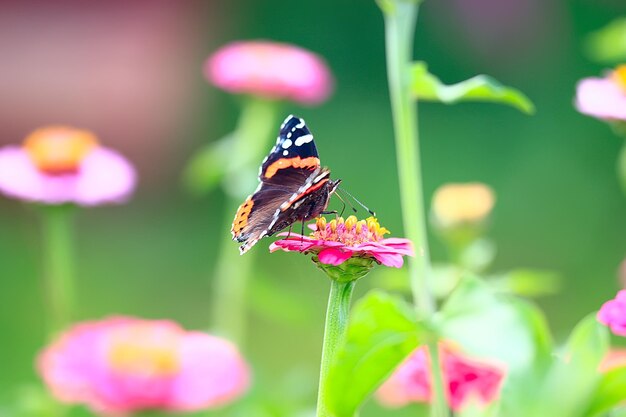 fleurs de fond d'été