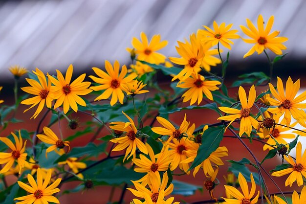 fleurs de fond d'été