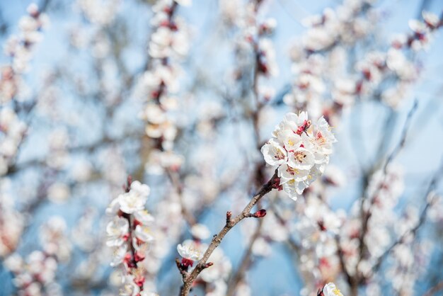 Fleurs sur fond de nature floue. Fleurs de printemps Fond de printemps avec bokeh bleu clair