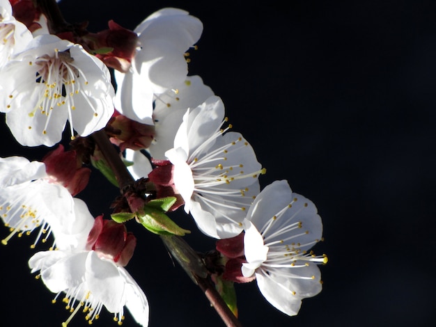 fleurs sur fond noir