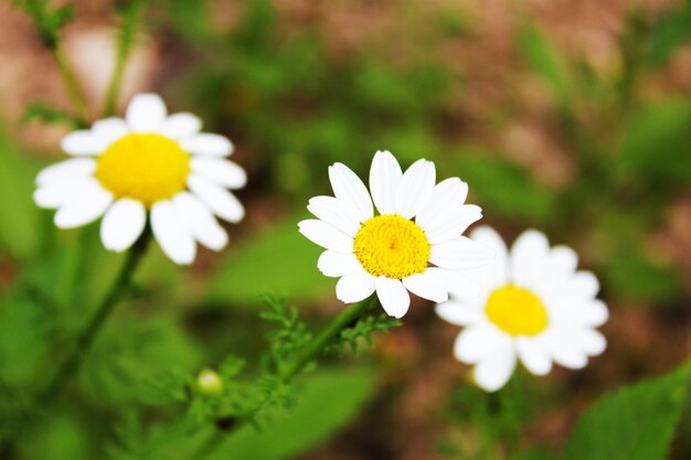 Des fleurs sur fond vert