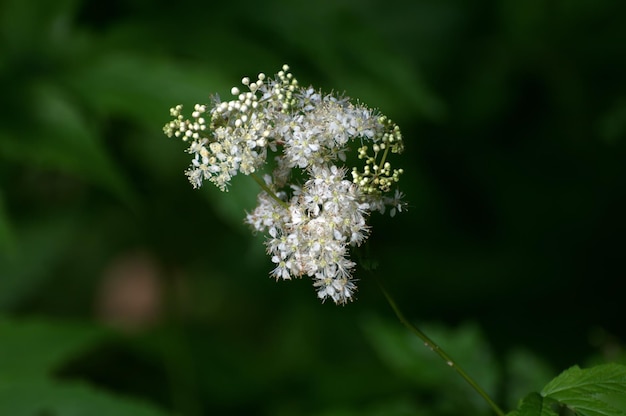 Fleurs de forêt d'étérégion de Moscou Russie