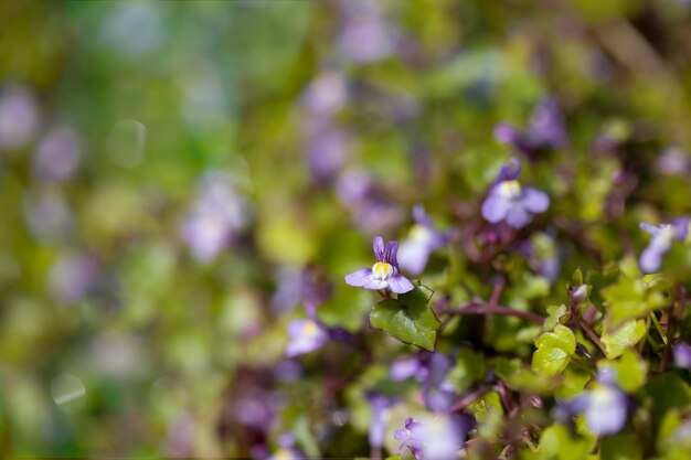 Fleurs de forêt lilas avec espace pour copier l'espace photo saisonnière