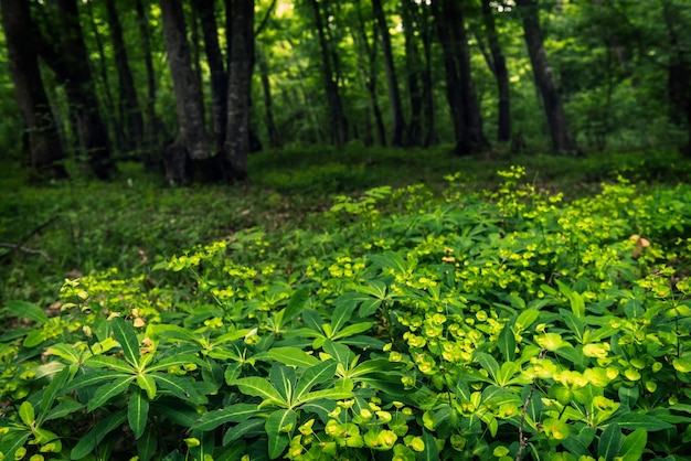 Fleurs de la forêt verte