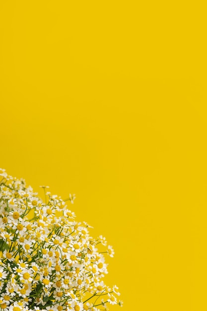 Photo fleurs en forme de marguerite sur fond jaune. le thé à la camomille profite à votre concept de santé. gros plan de petites fleurs de camomille. couleurs à la mode 2021 copyspace vue latérale
