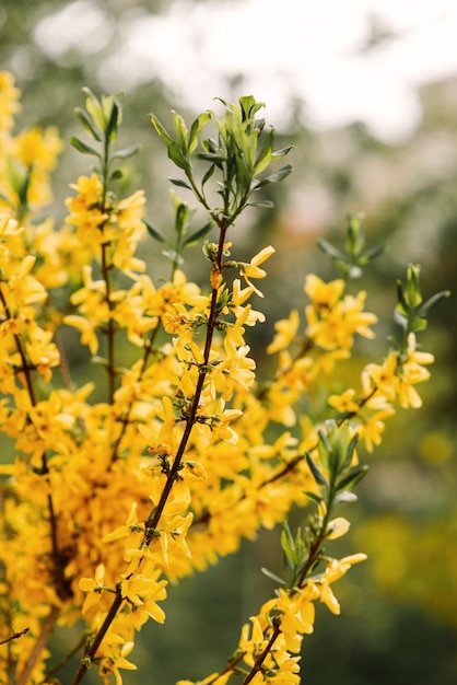 Fleurs de Forsythia jaunes au soleil Fleurs jaunes sur fond flou nature