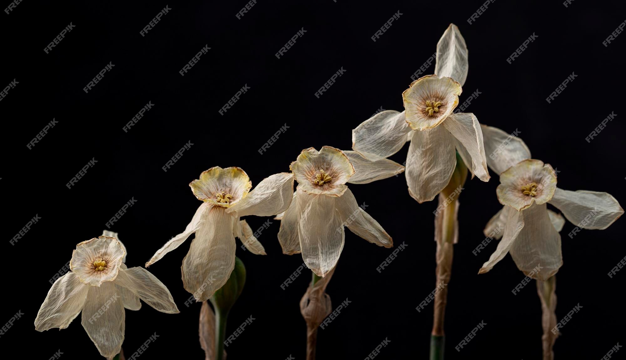 Fleurs Fragiles Flétries Sur Fond Noir Jonquilles Sèches Fleurs Mortes  Bannière Horizontale Pour Le Web | Photo Premium