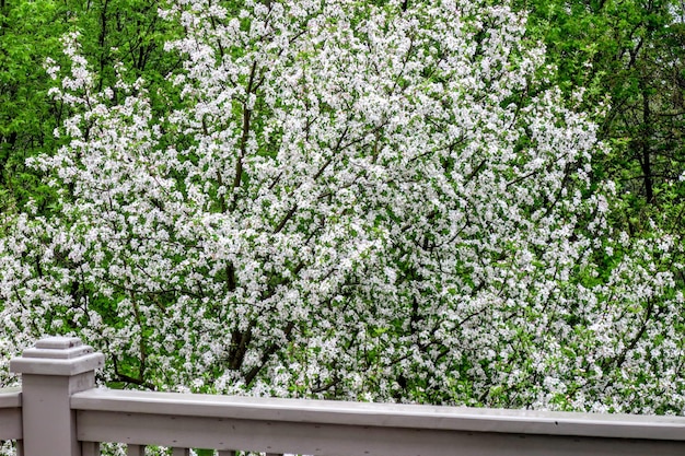 Photo des fleurs fraîches sur l'arbre