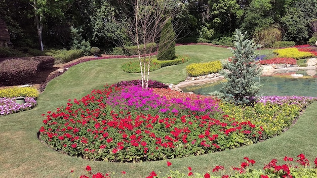 Des fleurs fraîches dans la pelouse dans le jardin