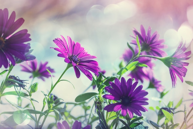 Fleurs fraîches étonnantes dans le jardin d'été