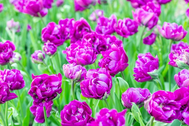 Fleurs fraîches de tulipes colorées se bouchent