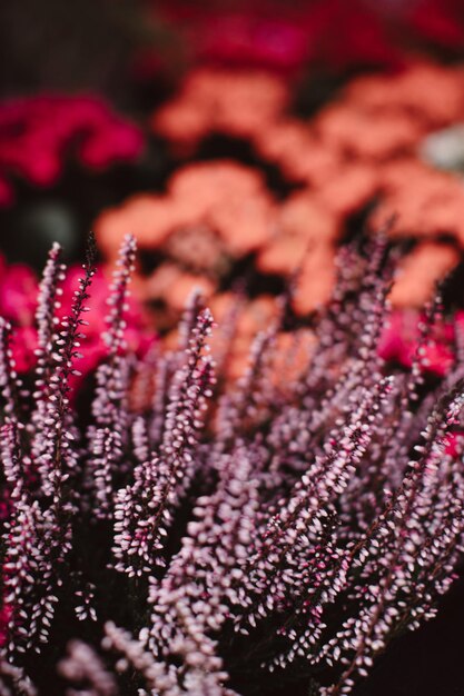 Photo des fleurs fraîches violettes exotiques qui poussent dans le jardin image pour l'agriculture parfums cosmétiques spa