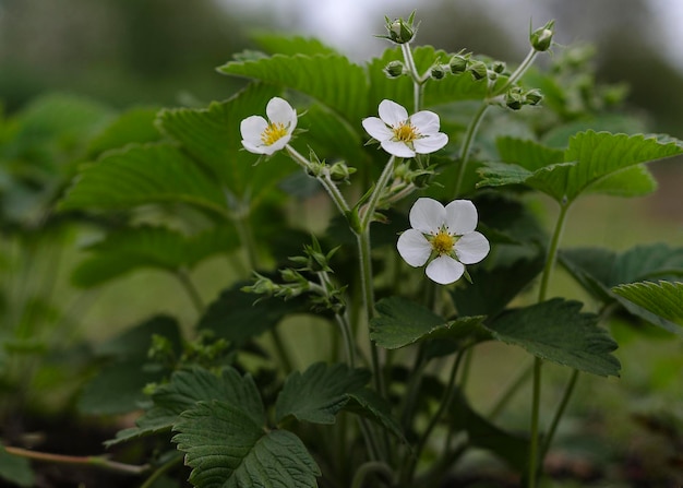 Fleurs de fraise blanche au coucher du soleil 2