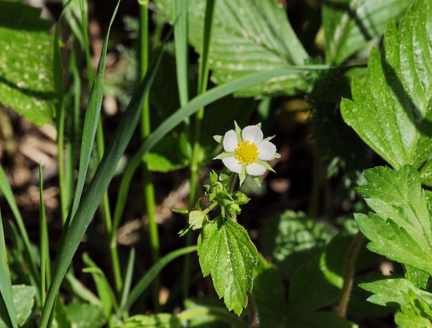 Fleurs de fraise sauvage un matin ensoleillé de juin