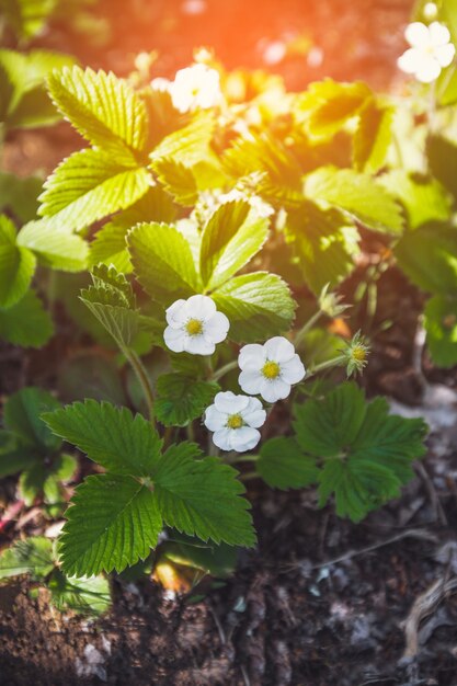 Fleurs de fraises blanches avec des feuilles vertes