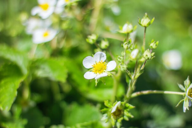 Fleurs de fraises blanches sur fond de feuilles vertes floues et d'herbe