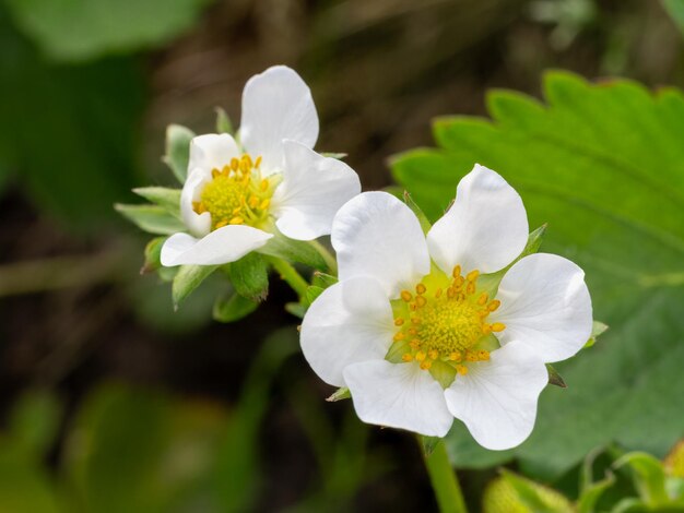 Photo des fleurs de fraises dans le jardin au printemps