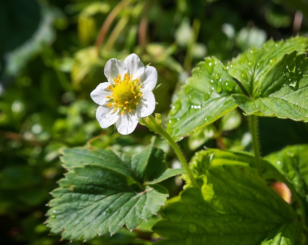 Fleurs de fraises poussant dans le jardin, après la pluie. Fermer