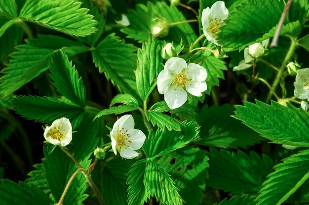 des fleurs de fraises sauvages poussent dans la forêt. fond vert naturel