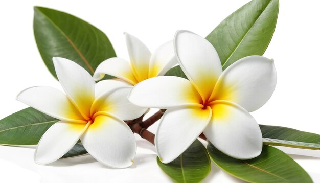 fleurs de frangipani ou de plumeria isolées sur fond blanc