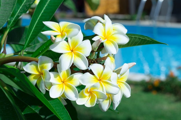 Fleurs de frangipanier sur un arbre dans le jardin