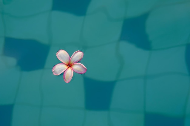 Fleurs de frangipanier balinais roses flottant dans la piscine fond naturel Plumeria rubra