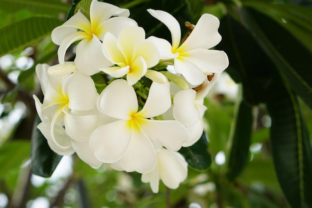 fleurs de frangipanier blanc dans le parc