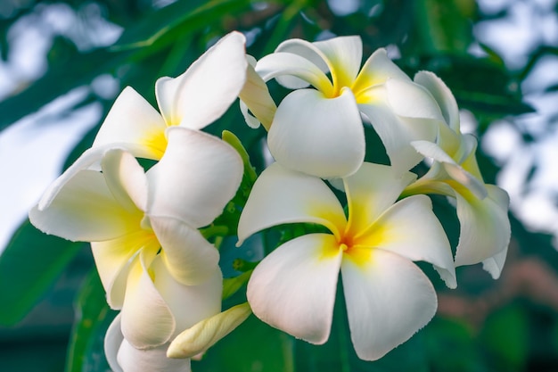 Fleurs de frangipanier blanc sur fond de feuilles vert foncé Beauté des plantes tropicales dans la nature Détente et repos