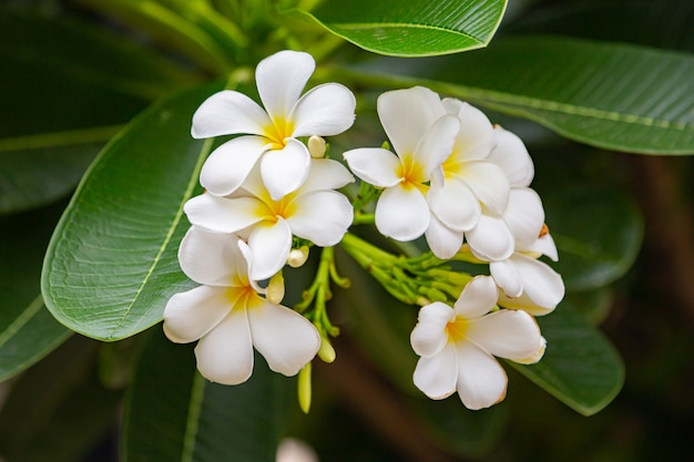 Photo fleurs de frangipanier fermer belle plumeria.