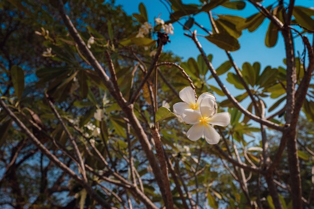 Fleurs de frangipanier ou fleurs de Plumeria fleurissant sur fond de nature