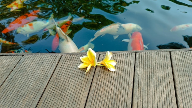 Photo fleurs de frangipanier jaune à côté de l'étang à poissons koi