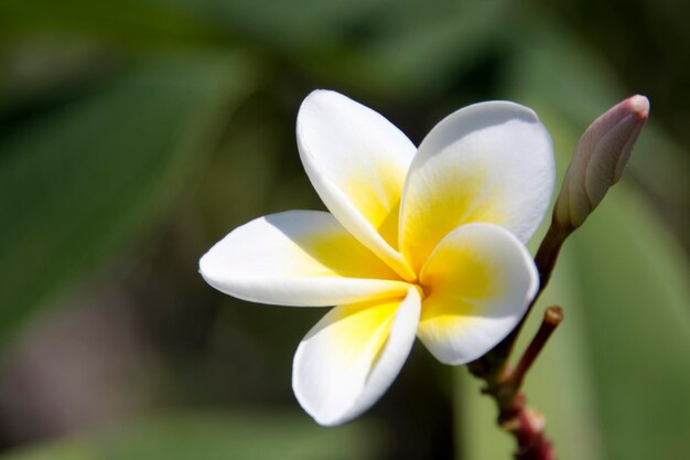 Fleurs de frangipanier Plumeria Bali Indonésie