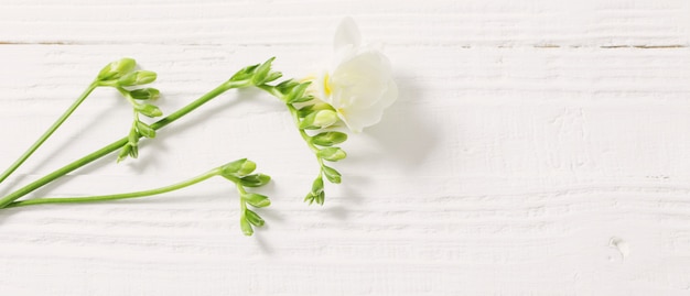 Fleurs de freesia sur table en bois blanc