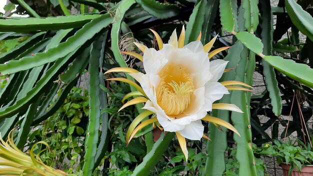 Des fleurs de fruit du dragon qui fleurissent si joliment