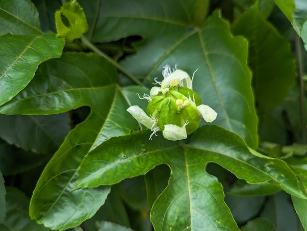 Des fleurs de fruits de la passion en fleurs avec des feuilles naturelles en arrière-plan