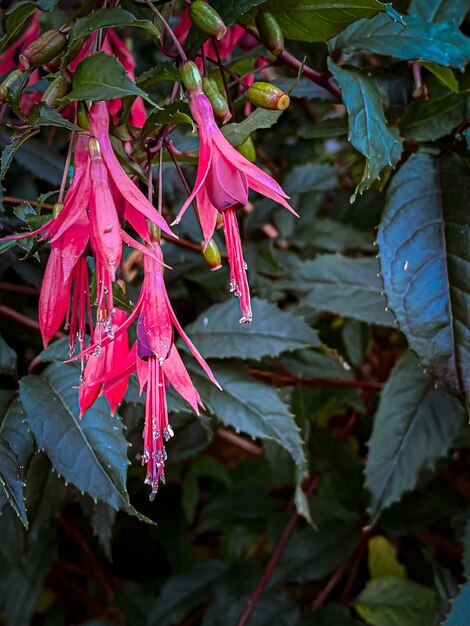 Des fleurs de fuchsia roses avec des gouttes de pluie sur les pétales