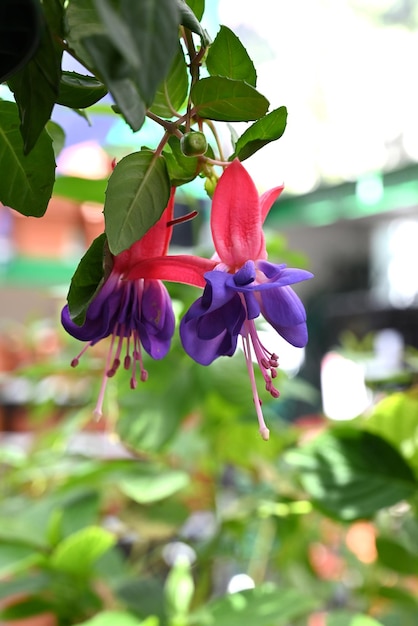 Fleurs fuchsia roses et violettes en été